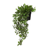 Epipremnum Climb - Artificial plant