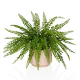 Proliferum - Artificial plant
