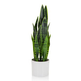 SANSEVIERIA - Artificial plant