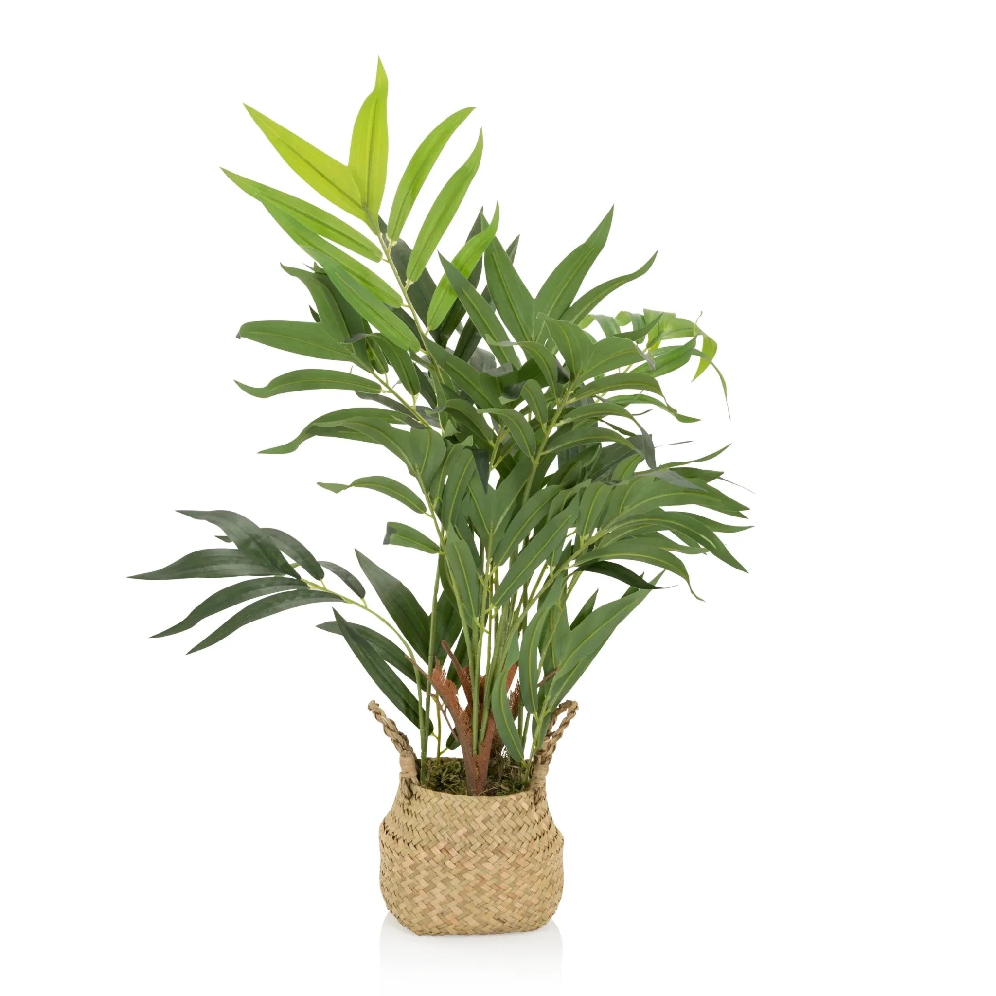 CHAMAEDOREA - Artificial plant