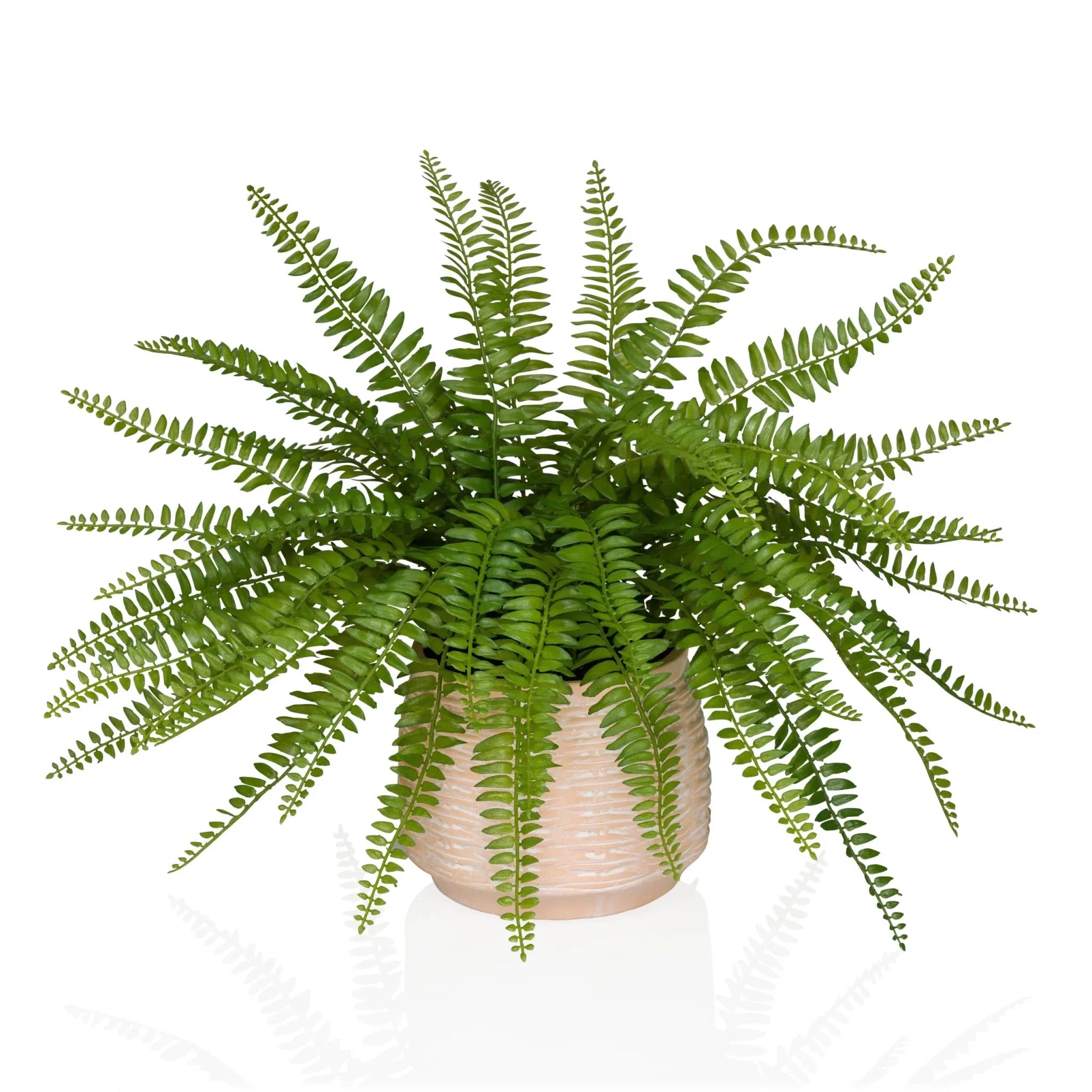 Proliferum - Artificial plant