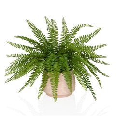 Proliferum - Artificial plant